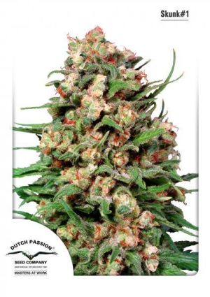 Sativa-leaning – Relaxing – Resistant to Disease – Skunk #11 strain – image 1 – from Dutch Passion Seeds via Seed City