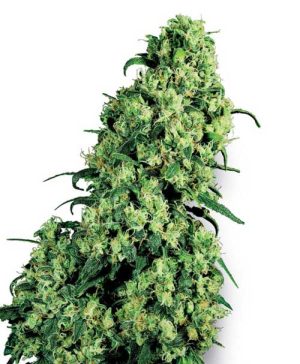 Image 1 of Skunk #1 cannabis by White Label Seeds – Indica-heavy – Skunky – Tall (140cm plus) – Seed City