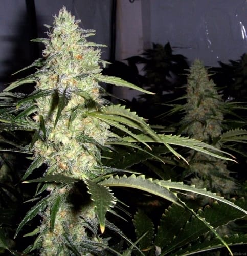 Ceres Kush cannabis seeds – Indica – 12/12 Photoperiod – Regular – image 2 from Seed City