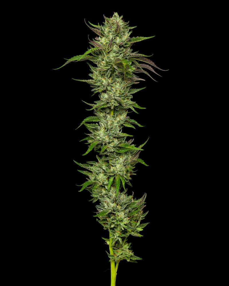 Slightly Stoopid Collie Man Kush cannabis – image 1 – Seed City