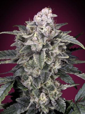 Slurricane by Advanced Seeds – Berry – Outdoor – Indica-heavy – image 1 – Seed City
