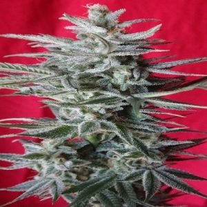 Feminized – Hashy – Resistant to Pests – Snow Moon strain – image 1 – from Ace Seed bank via Seed City
