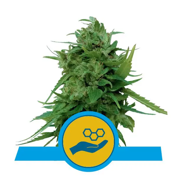 Gambar 1 dari Solomatic CBD ganja oleh Royal Queen Seeds – Otomatis-Flowering – Cocok untuk di dalam ruangan – Dominan Indica – Seed City