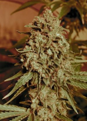 Somango Widow cannabis seeds – Female seeds – Outdoor – Mango – image 1 from Seed City