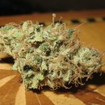 Sour Grape Widow cannabis seeds – Guaranteed female plants – Indoor – 50% Indica/50% Sativa – image 2 from Seed City