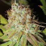 Image 3 of Sour Grape Widow cannabis by Ultra Genetics – 50% Indica/50% Sativa – Indoor – Sour – Seed City
