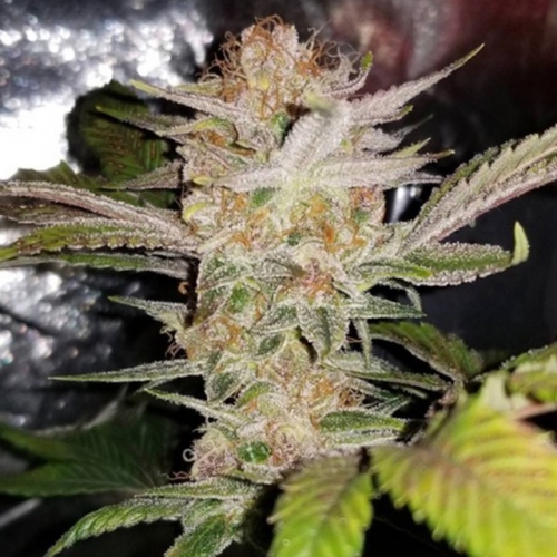 Sour Tropicanna by Oni Seed Co – Lime – 12/12 Photoperiod – Regular – image 2 – Seed City
