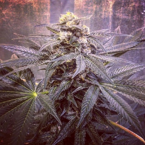 Sour Tropicanna by Oni Seed Co – Indoor – Regular – 12/12 Photoperiod – image 3 – Seed City