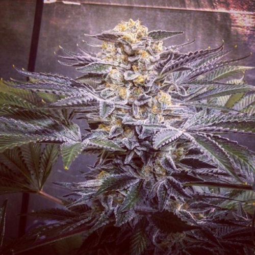 Sour Tropicanna cannabis seeds – Indoor – Regular – Lime – image 4 from Seed City
