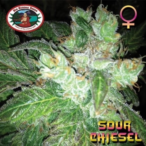 showing Citrus – 12/12 Photoperiod – Sativa Dominant – image 6 – Seed City