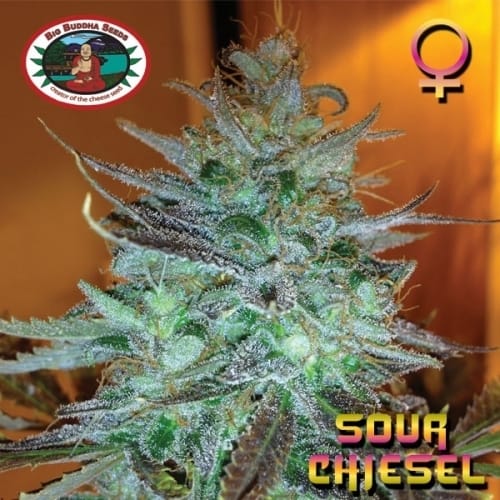 Sour Chiesel from Big Buddha Seeds