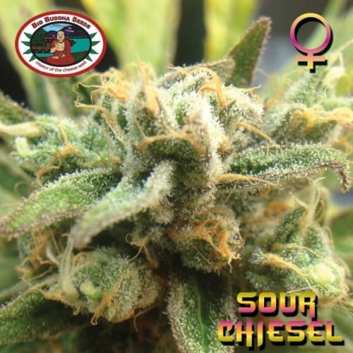 Sour Chiesel by Big Buddha Seeds – Sativa Dominant – 12/12 Photoperiod – Guaranteed female plants – image 5 – Seed City