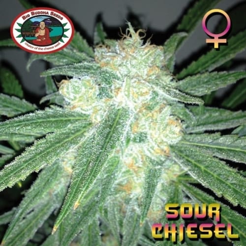 showing Sativa Dominant – Guaranteed female plants – Citrus – image 3 – Seed City
