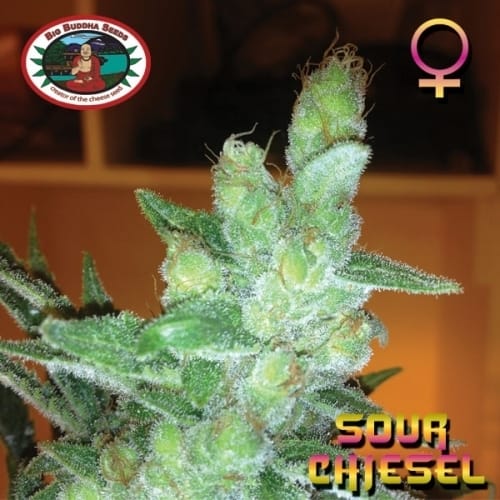 Sour Chiesel from Big Buddha Seeds