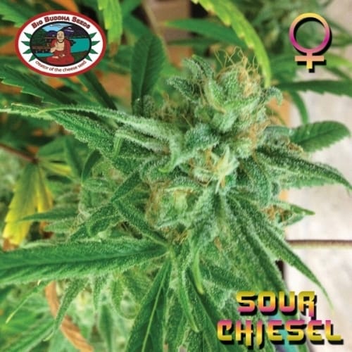 showing Guaranteed female plants – Citrus – 12/12 Photoperiod – image 7 – Seed City