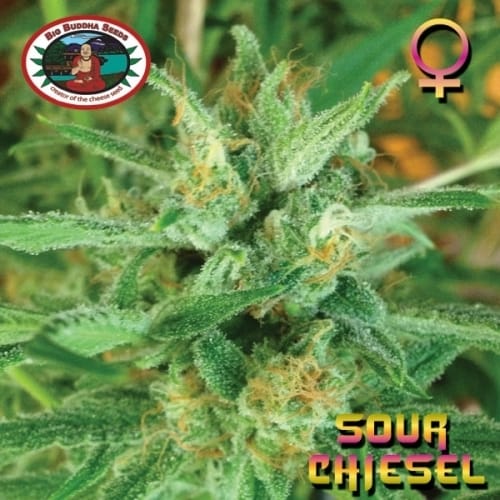 Outdoor cultivation – Citrus – 12/12 Photoperiod – Sour Chiesel strain – image 8 – from Big Buddha Seeds via Seed City