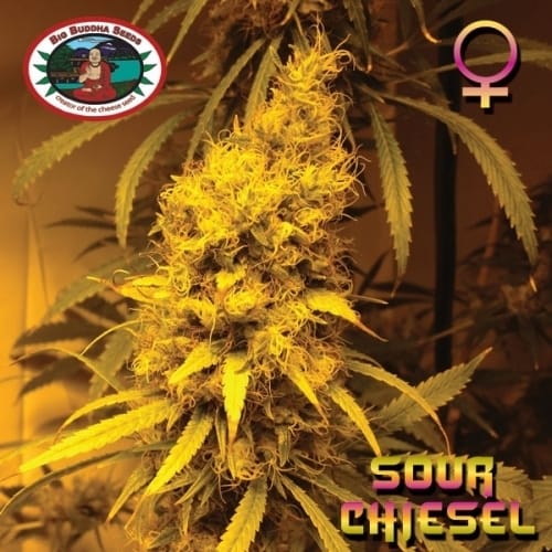 Sour Chiesel by Big Buddha Seeds – Guaranteed female plants – Sativa Dominant – 12/12 Photoperiod – image 9 – Seed City