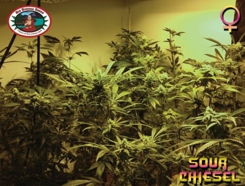 Sour Chiesel cannabis seeds – 12/12 Photoperiod – Citrus – Sativa Dominant – image 10 from Seed City