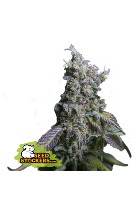 Image 1 of Sour Diesel Auto cannabis by Seed Stockers – Sativa Dominant – Citrus – Suited for indoor growing – Seed City