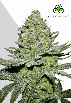 Sour Diesel Auto