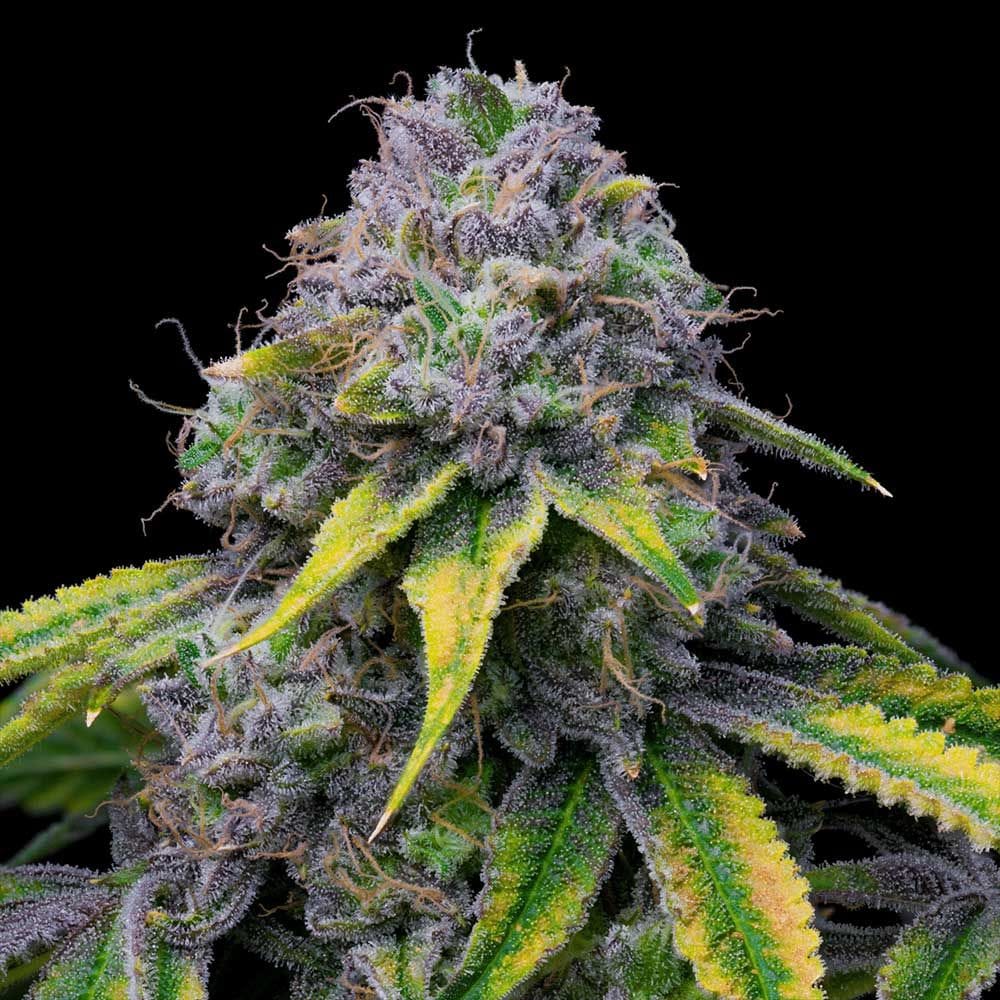 Sour Dubb x Hollywood cannabis seeds – Sour – Good for outdoor grow – 12/12 Photoperiod – image 1 from Seed City