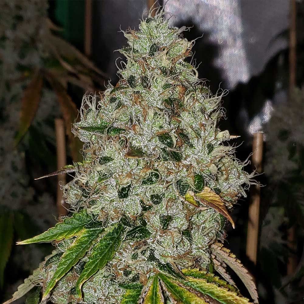 Sour Fire Tahoe cannabis seeds – 12/12 Photoperiod – Outdoor – Regular – image 1 from Seed City