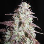 Sour Gob Stopper by Ultra Genetics – Sweet – Guaranteed female plants – Large yield – image 1 – Seed City