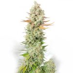 Sour Grape Widow by Ultra Genetics – 12/12 Photoperiod – Guaranteed female plants – Indoor – image 1 – Seed City