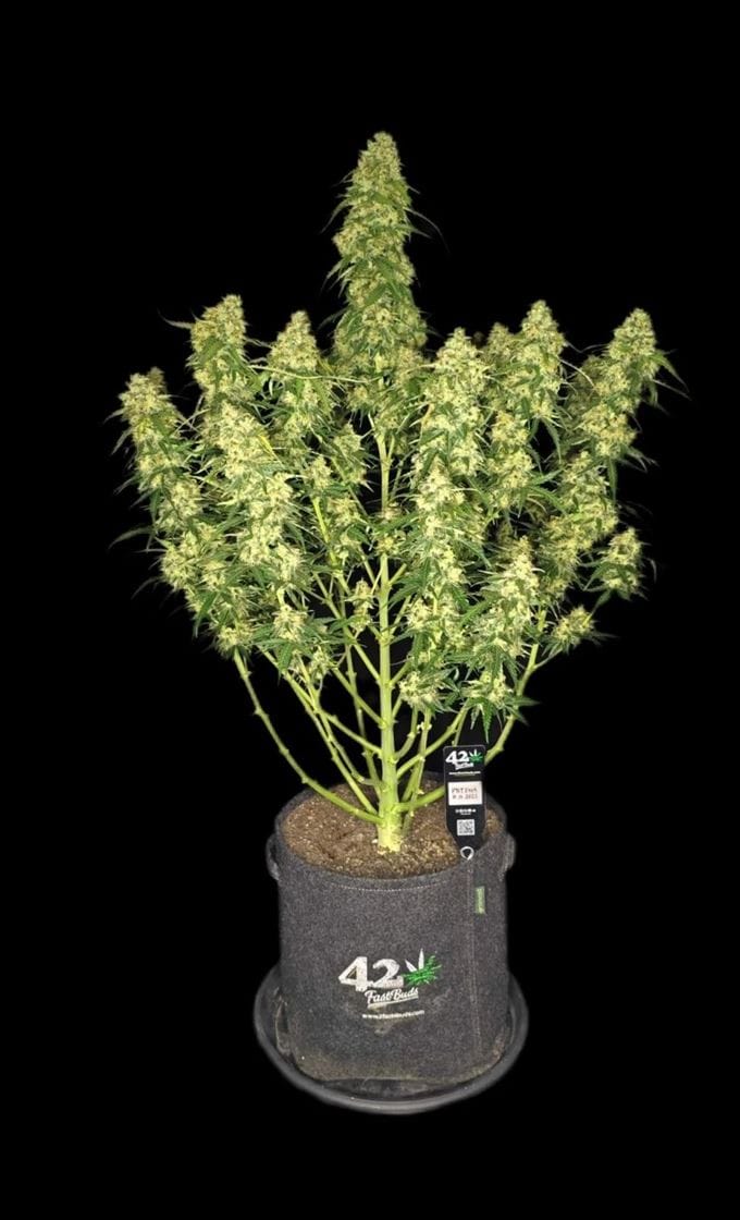 Sour Jealousy Auto by FastBuds – Indoor – Euphoric – Super Strength – image 1 – Seed City