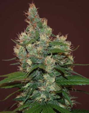 Sour Turbo Diesel by Cream of the Crop – Indica-heavy – 12/12 Photoperiod – Female seeds – image 1 – Seed City