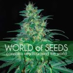 South African Kwazulu cannabis seeds – Suited for indoor growing – Cerebral – Feminized – image 1 from Seed City