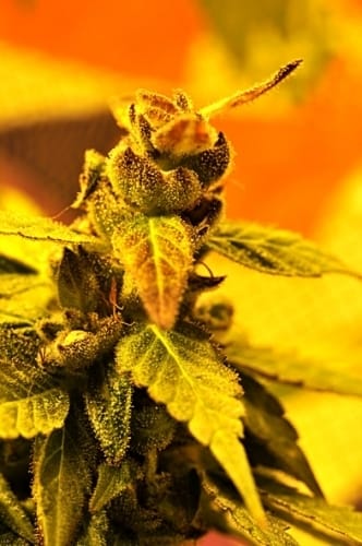 Southern Lights #7 by Delta 9 Labs Seeds – Motivational – Mostly Sativa – Outdoor – image 2 – Seed City