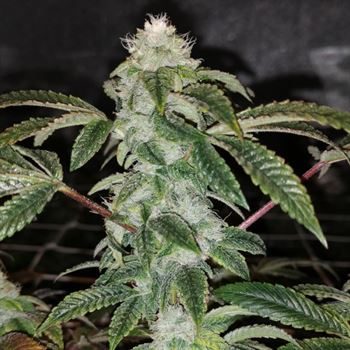 Sowah Sherbert by Pheno Finder Seeds – Guaranteed female plants – Gassy – 12/12 Photoperiod – image 2 – Seed City