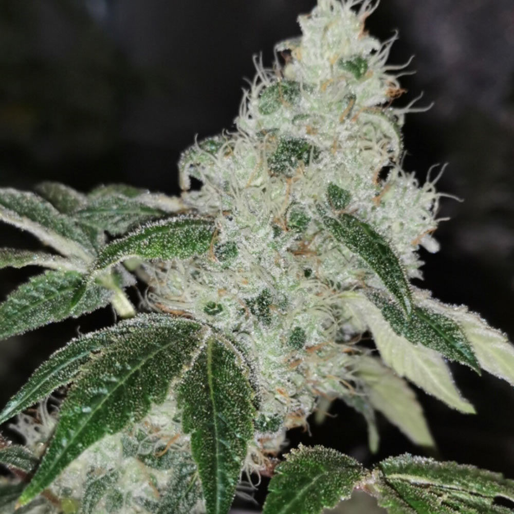Sowah Sherbert by Pheno Finder Seeds – Outdoor cultivation – Gassy – Guaranteed female plants – image 1 – Seed City
