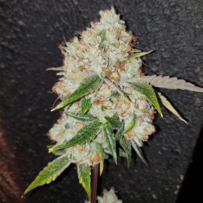 Space Invader cannabis seeds – Indoor – 12/12 Photoperiod – Stress Relief – image 2 from Seed City