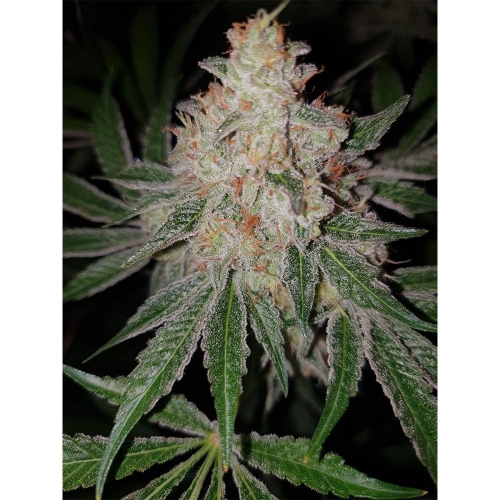 Space Invader by Original Big Buddha Family Farms – 12/12 Photoperiod – Indoor – Stress Relief – image 3 – Seed City