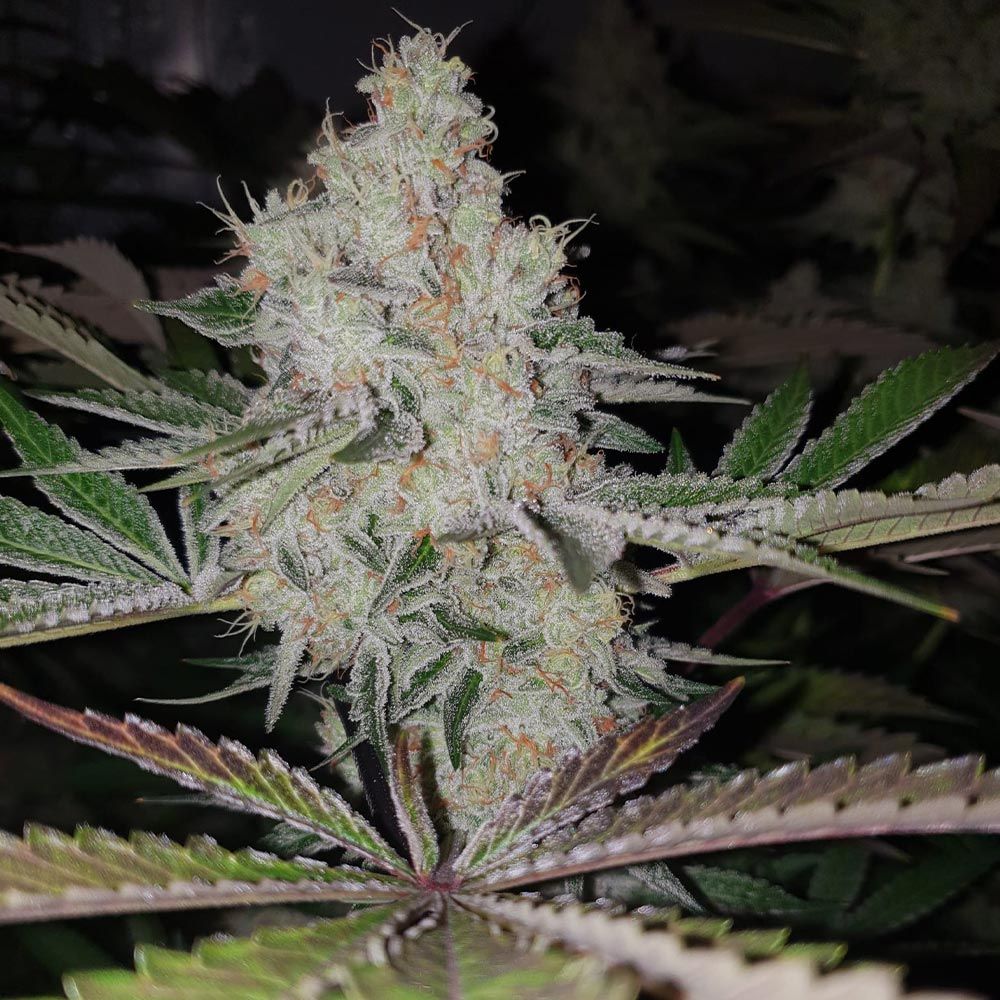 Image 1 of Space Invader cannabis by Original Big Buddha Family Farms – Indoor – Spicy – 12/12 Photoperiod – Seed City