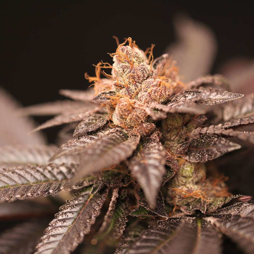 Indoor-friendly – Fuel – Regular – Spritz strain – image 1 – from Perfect Tree Seeds via Seed City