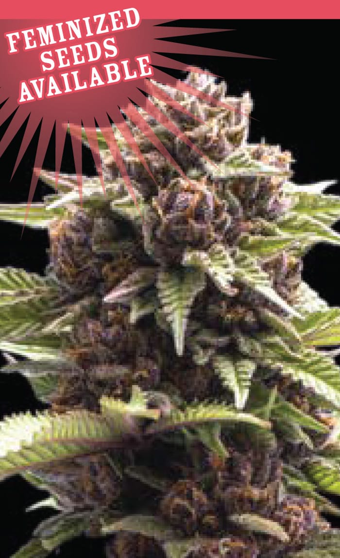 Squirt by Humboldt Seed Company – Sweet – Motivational – 12/12 Photoperiod – image 1 – Seed City