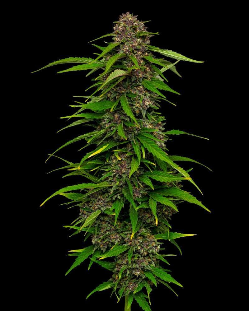 Auto-Flowering – Indoor – Grapefruit – Squirt Autoflower strain – image 1 – from Humboldt Seed Company via Seed City