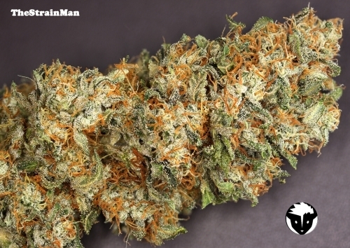 showing General Pain – Sweet – Regular – image 2 – Seed City