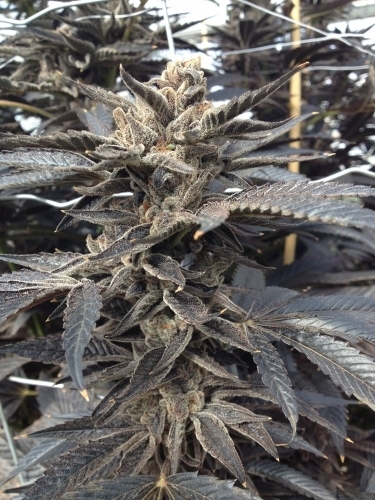 Star Killer from Rare Dankness Seeds