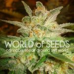 Star 47 from World of Seeds