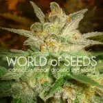 Star 47 dari World of Seeds