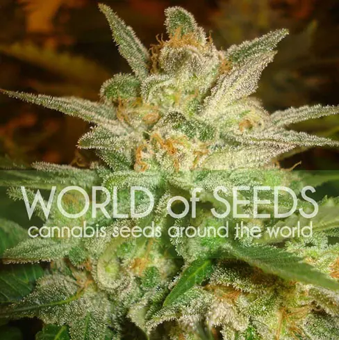 Star 47 dari World of Seeds