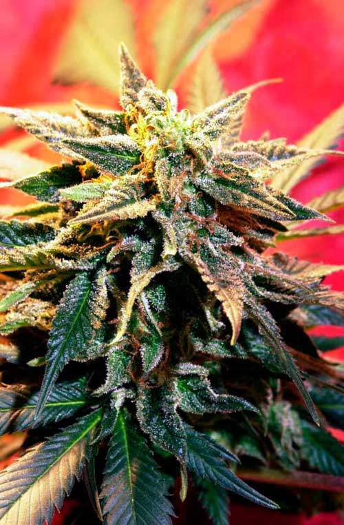Star Gazer cannabis seeds – 12/12 Photoperiod – Regular – Relaxing – image 1 from Seed City