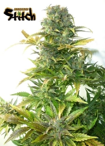 Stardust Auto by Flash Seeds – Greenhouse – Skunky – Short (up to 80cm) – image 2 – Seed City