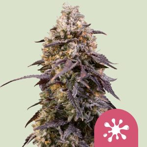 Sticky Queen from Royal Queen Seeds