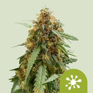 Sticky Queen Auto cannabis seeds – Citrus – Good for outdoor grow – Short (up to 80cm) – image 1 from Seed City