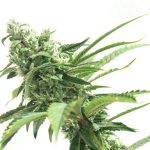 Sticky Zkittles by Seed City Seeds – 12/12 Photoperiod – Guaranteed female plants – Indica-heavy – image 1 – Seed City